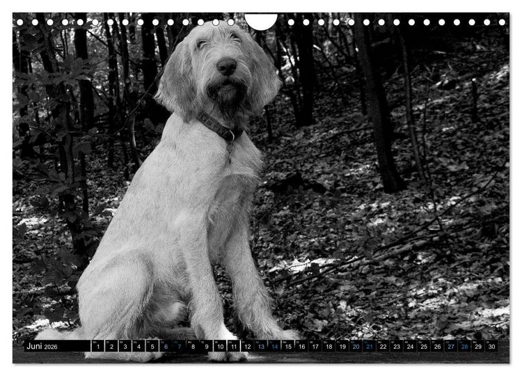 Produktbild: Carissimo Spinone Italiano (Wandkalender 2026 DIN A4 quer), CALVENDO Monatskalender