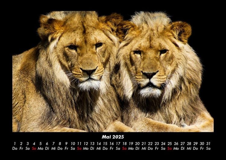 Produktbild: Welt der Tiere 2025 Fotokalender DIN A3