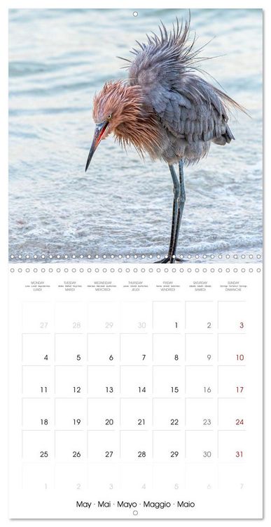 Produktbild: The beauty of herons and egrets (Wall Calendar 2026 12 &times; 12 Inch) CALVENDO 12 Month Wall Calendar