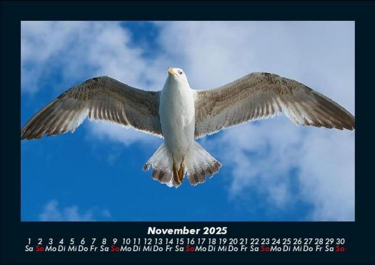 Produktbild: Welt der V&ouml;gel 2025 Fotokalender DIN A5