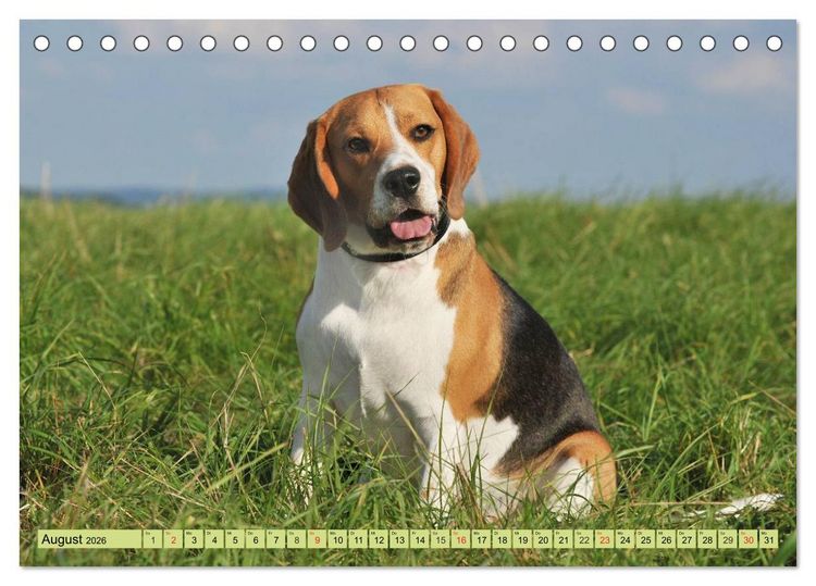 Produktbild: Beagle - Herz auf 4 Pfoten (Tischkalender 2026 DIN A5 quer), CALVENDO Monatskalender