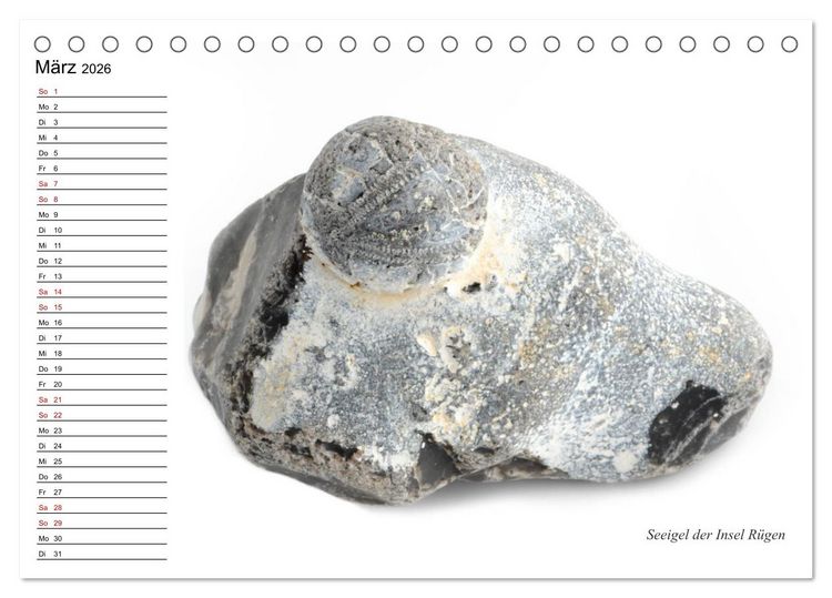 Produktbild: Fossilien - Versteinerte Relikte der Erdzeitalter (Tischkalender 2026 DIN A5 quer), CALVENDO Monatskalender