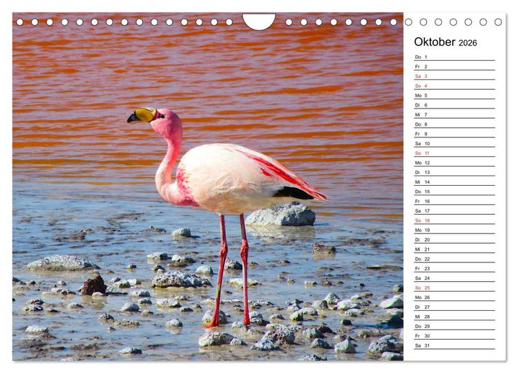 Produktbild: Mein Flamingo Planer (Wandkalender 2026 DIN A4 quer), CALVENDO Monatskalender
