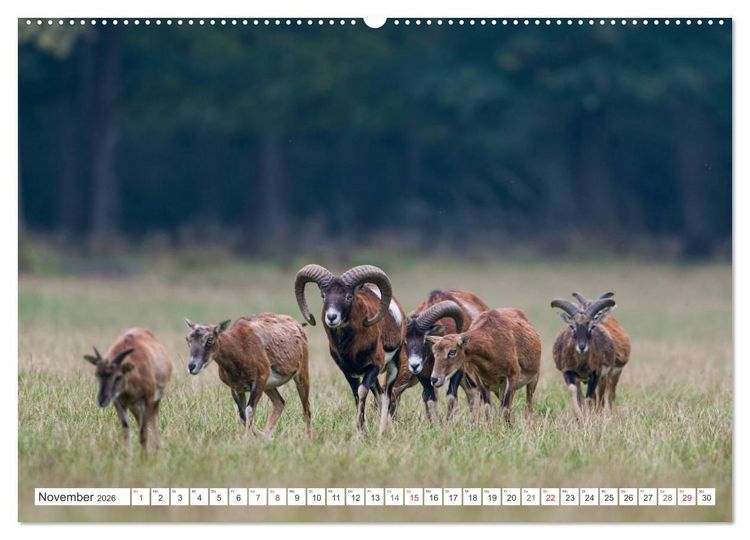 Produktbild: Emotionale Momente: Muffelwild. (Wandkalender 2026 DIN A2 quer), CALVENDO Monatskalender