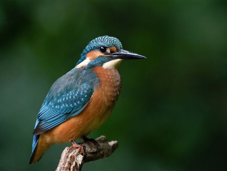 Produktbild: CALVENDO Puzzle In voller Pracht. | 1000 Teile Lege-Gr&ouml;&szlig;e 64x48cm Foto-Puzzle f&uuml;r gl&uuml;ckliche Stunden