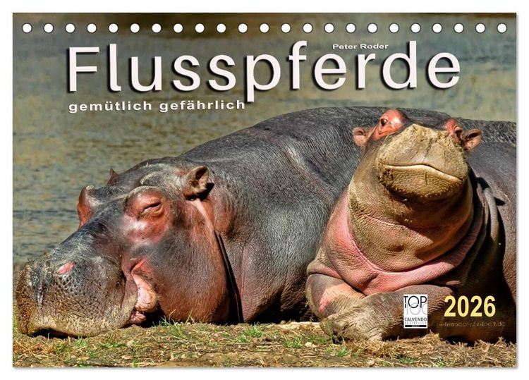 Produktbild: Flusspferde - gem&uuml;tlich gef&auml;hrlich (Tischkalender 2026 DIN A5 quer), CALVENDO Monatskalender