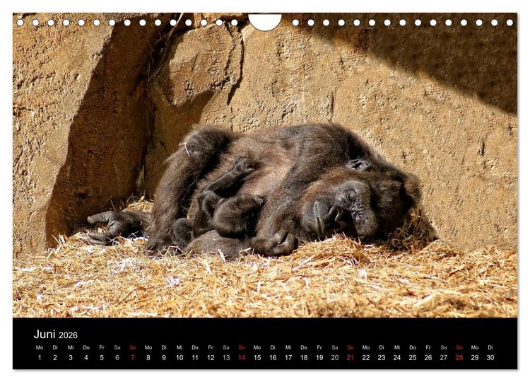 Produktbild: Gorillas - Die sanften Wilden (Wandkalender 2026 DIN A4 quer), CALVENDO Monatskalender