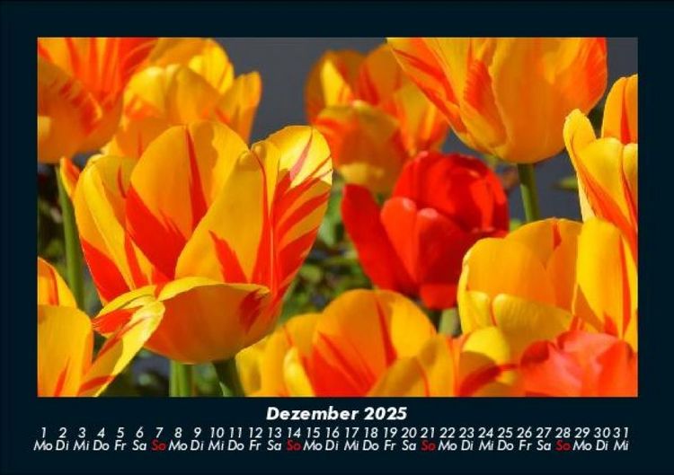 Produktbild: Blumentr&auml;ume 2025 Fotokalender DIN A5