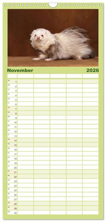 Produktbild: Familienplaner 2026 - Frettchen - Ferrets mit 5 Spalten (Wandkalender, 21 x 45 cm) CALVENDO