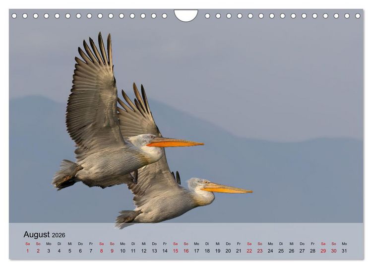Produktbild: Krauskopfpelikane (Wandkalender 2026 DIN A4 quer), CALVENDO Monatskalender