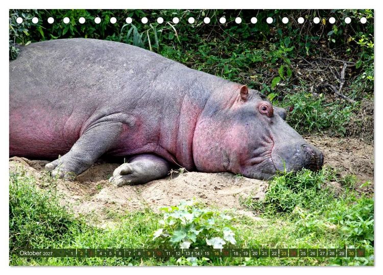 Produktbild: Hippos - Begegnungen in Afrika (Tischkalender 2027 DIN A5 quer), CALVENDO Monatskalender