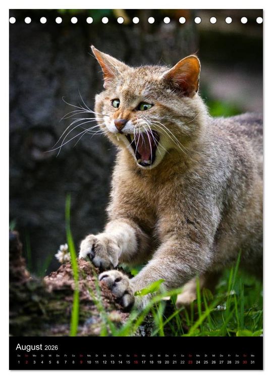Produktbild: Wildkatzen - scheue J&auml;ger (Tischkalender 2026 DIN A5 hoch), CALVENDO Monatskalender