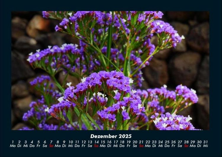 Produktbild: Blumentr&auml;ume 2025 Fotokalender DIN A4