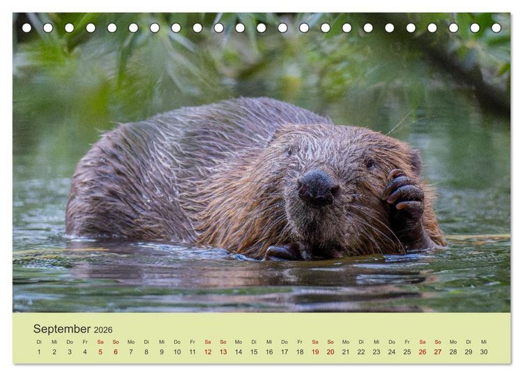 Produktbild: Faszination Biber (Tischkalender 2026 DIN A5 quer), CALVENDO Monatskalender