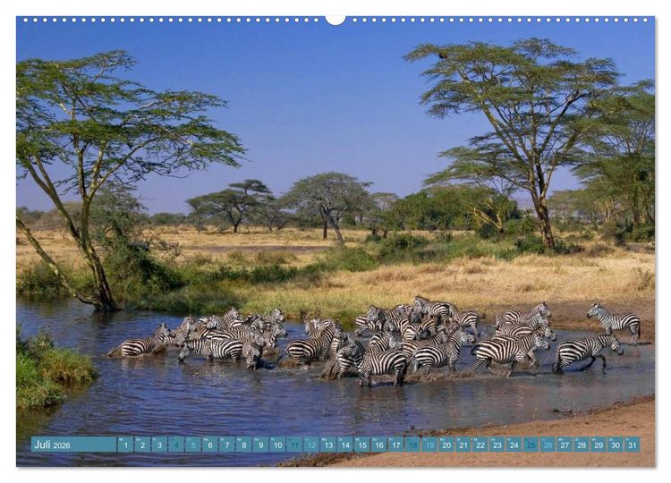 Produktbild: Afrikas Tierwelt: Zebras (hochwertiger Premium Wandkalender 2026 DIN A2 quer), Kunstdruck in Hochglanz