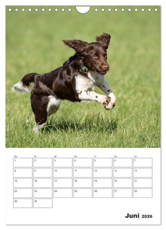 Produktbild: Geboren um zu Jagen. Der kleine M&uuml;nsterl&auml;nder (Wandkalender 2026 DIN A4 hoch), CALVENDO Monatskalender
