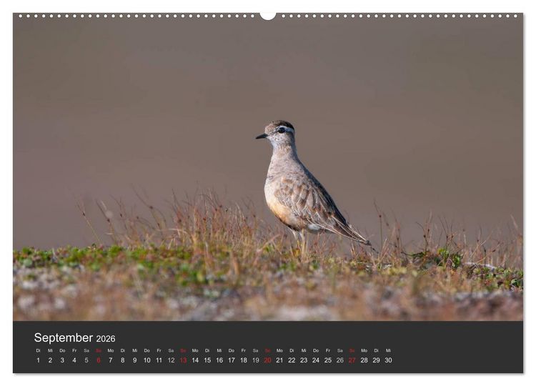 Produktbild: V&ouml;gel im Norden Europas (hochwertiger Premium Wandkalender 2026 DIN A2 quer), Kunstdruck in Hochglanz