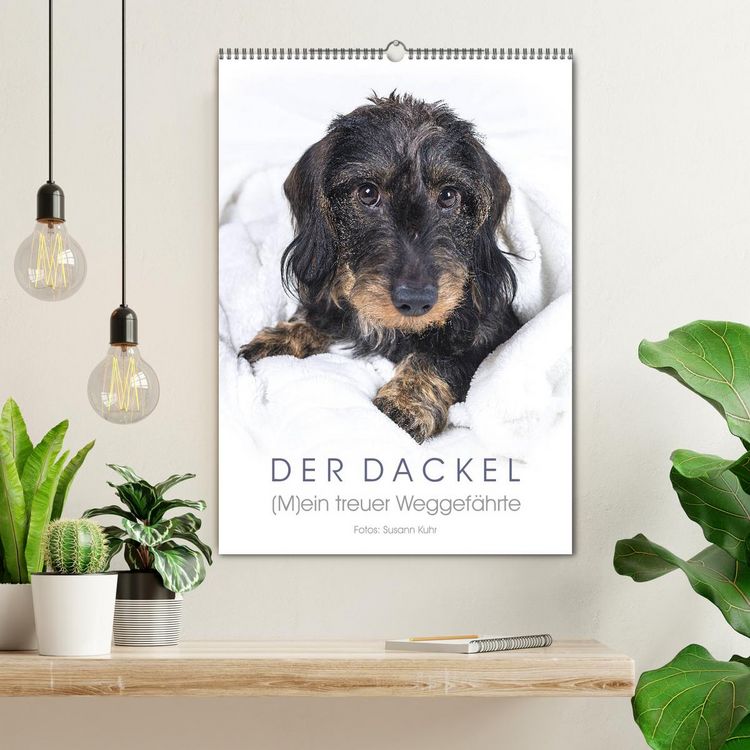 Produktbild: Der Dackel (M)ein treuer Weggef&auml;hrte (Wandkalender 2026 DIN A2 hoch), CALVENDO Monatskalender