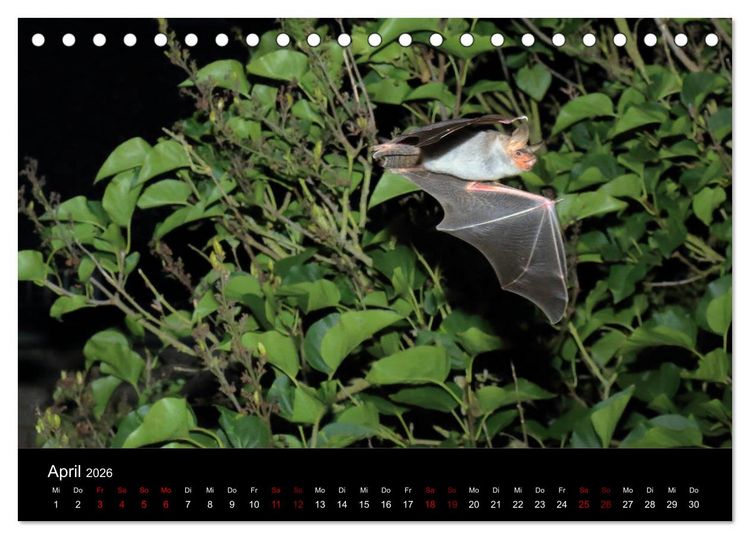 Produktbild: Flederm&auml;use - J&auml;ger der Nacht (Tischkalender 2026 DIN A5 quer), CALVENDO Monatskalender