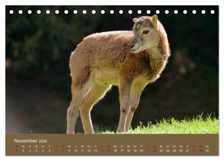 Produktbild: Die lieben Kleinen ... Tierkinder einfach zum Knuddeln (Tischkalender 2026 DIN A5 quer), CALVENDO Monatskalender