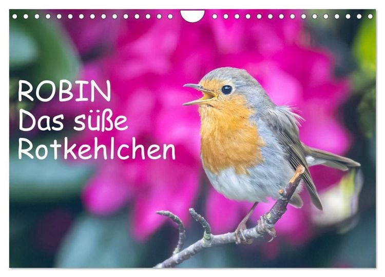 Produktbild: Robin, das s&uuml;&szlig;e Rotkehlchen (Wandkalender 2027 DIN A4 quer), CALVENDO Monatskalender