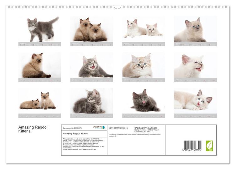 Produktbild: Amazing Ragdoll Kittens (High Quality Premium Wall Calendar 2026 DIN A2 landscape),CALVENDO 12 Month Wall Calendar