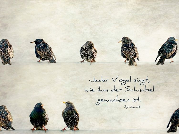 Produktbild: CALVENDO Puzzle Jeder Vogel singt, wie ihm der Schnabel gewachsen ist | 1000 Teile Lege-Gr&ouml;&szlig;e 64x48cm Foto-Puzzle f&uuml;r gl&uuml;ckliche Stunden