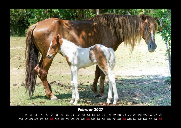 Produktbild: Pferdegefl&uuml;ster 2027 Fotokalender DIN A3