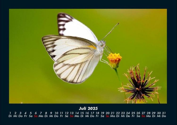 Produktbild: Welt der Tiere 2025 Fotokalender DIN A4