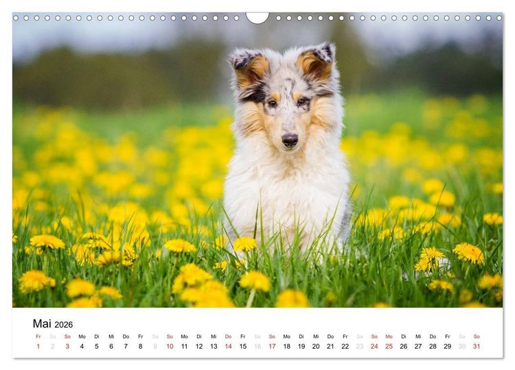 Produktbild: Collies 2026 in Kurz- und Langhaar (Wandkalender 2026 DIN A3 quer), CALVENDO Monatskalender