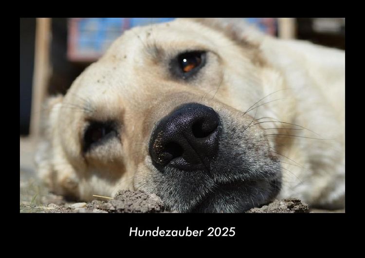 Produktbild: Hundezauber 2025 Fotokalender DIN A3