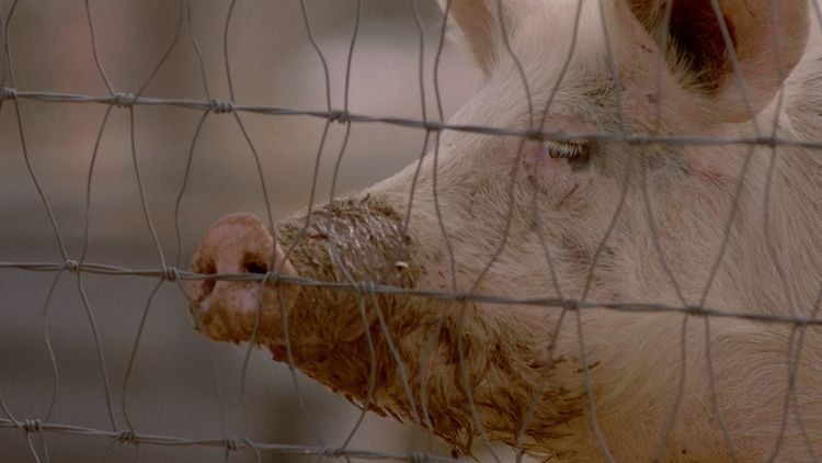 Produktbild: Squealer - The Serial Killer (Blu-ray)