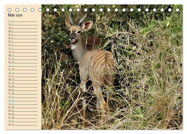 Produktbild: Verr&uuml;ckt nach Safari Verr&uuml;ckt nach Abenteuer in Kenia (Tischkalender 2026 DIN A5 quer), CALVENDO Monatskalender