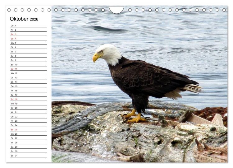 Produktbild: Wei&szlig;kopfseeadler. Symbol der Freiheit (Wandkalender 2026 DIN A4 quer), CALVENDO Monatskalender