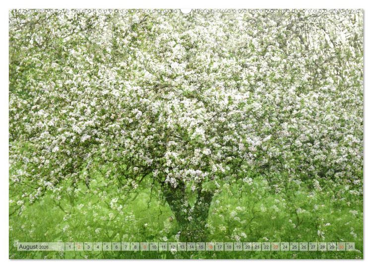 Produktbild: Vielfalt der B&auml;ume - variety of trees (hochwertiger Premium Wandkalender 2026 DIN A2 quer), Kunstdruck in Hochglanz