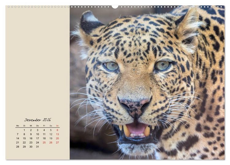 Produktbild: Leoparden. Geschmeidig, kr&auml;ftig und klug (Wandkalender 2026 DIN A2 quer), CALVENDO Monatskalender