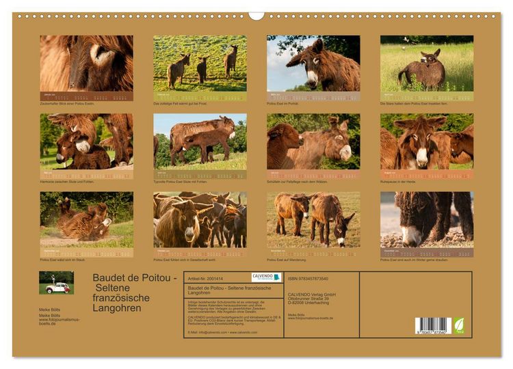 Produktbild: Baudet de Poitou - Seltene franz&ouml;sische Langohren (Wandkalender 2026 DIN A2 quer), CALVENDO Monatskalender