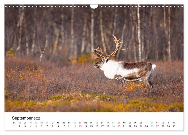 Produktbild: Tierwelt Skandinaviens (Wandkalender 2026 DIN A3 quer), CALVENDO Monatskalender