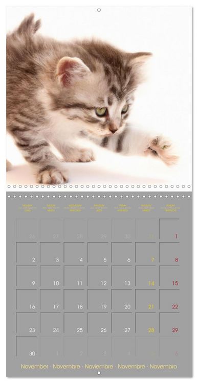 Produktbild: La vie de chatons (Calendrier mural carr&eacute; 2026 30x30 cm) Calendrier double avec une page pour vos prises de notes