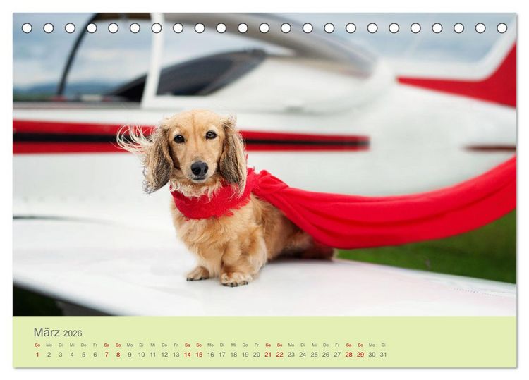 Produktbild: Dackel unterwegs (Tischkalender 2026 DIN A5 quer), CALVENDO Monatskalender