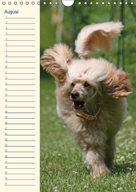 Produktbild: Pudel / Geburtstagskalender (Wandkalender immerw&auml;hrend DIN A4 hoch)