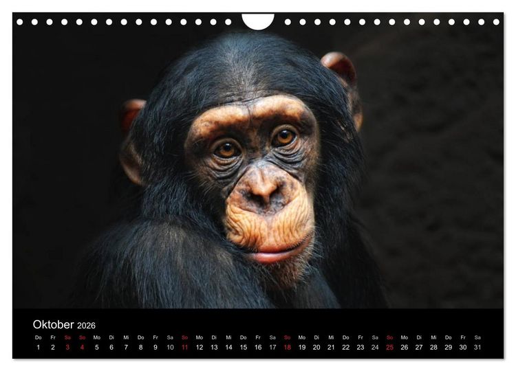 Produktbild: Tierisches (Wandkalender 2026 DIN A4 quer), CALVENDO Monatskalender