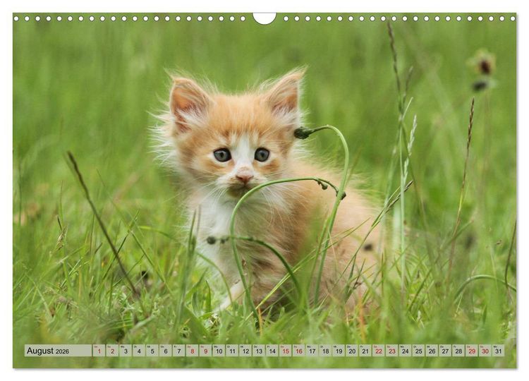 Produktbild: Tierkinder klein und s&uuml;&szlig; (Wandkalender 2026 DIN A3 quer), CALVENDO Monatskalender