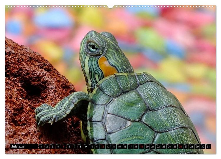 Produktbild: Turtles and Tortoises - Armored pacifists (High Quality Premium Wall Calendar 2026 DIN A2 landscape),CALVENDO 12 Month Wall Calendar