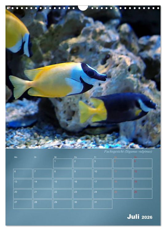 Produktbild: Bunte Riffbewohner - Fische, Anemonen und noch viel mehr (Wandkalender 2026 DIN A3 hoch), CALVENDO Monatskalender
