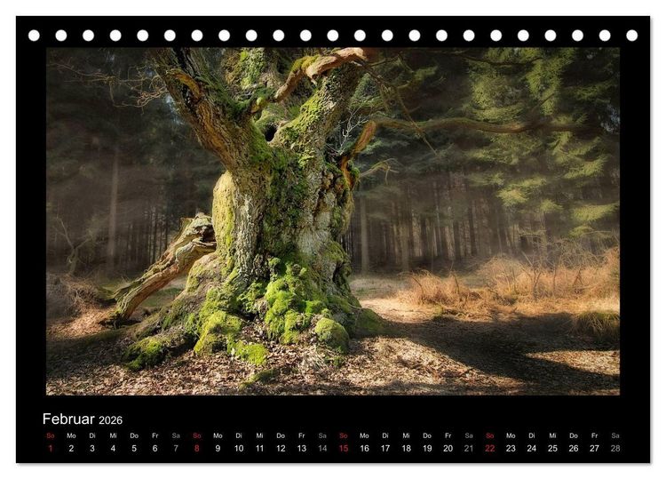 Produktbild: M&auml;rchenhafter Reinhardswald und Urwald Sababurg (Tischkalender 2026 DIN A5 quer), CALVENDO Monatskalender
