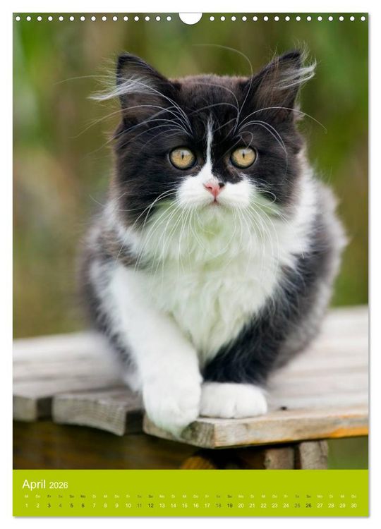 Produktbild: Britisch Langhaar Katzen (Wandkalender 2026 DIN A3 hoch), CALVENDO Monatskalender