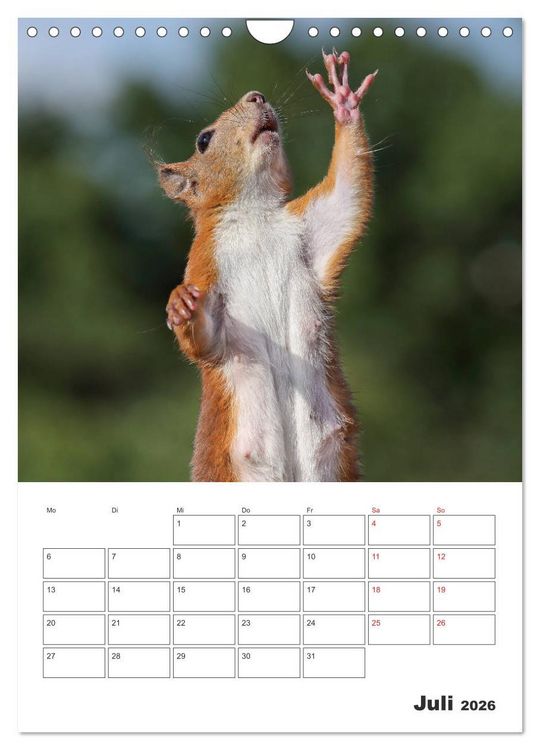 Produktbild: Eichh&ouml;rnchen Luna (Wandkalender 2026 DIN A4 hoch), CALVENDO Monatskalender