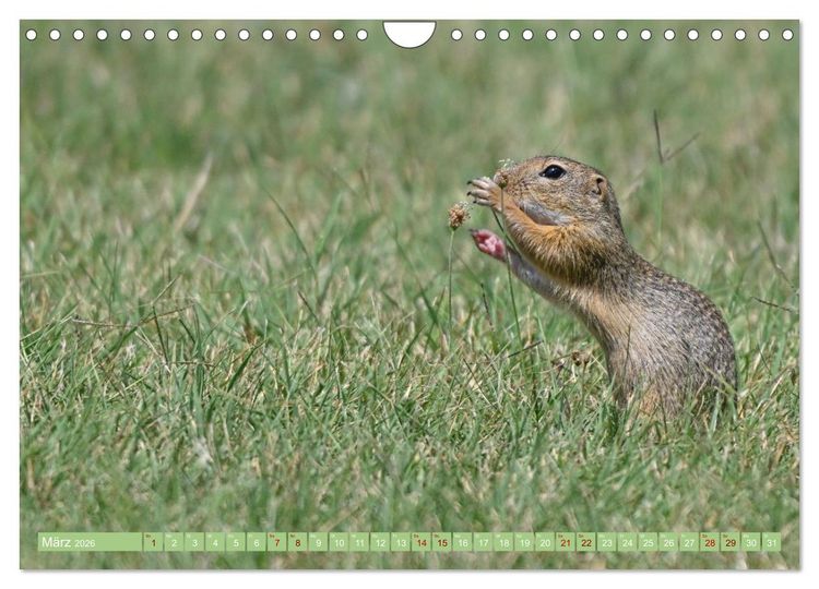 Produktbild: Ziesel im Burgenland (Wandkalender 2026 DIN A4 quer), CALVENDO Monatskalender