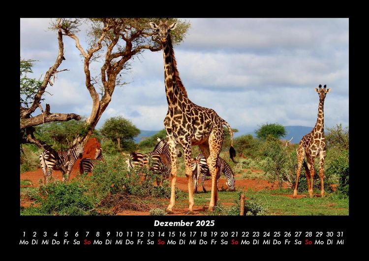 Produktbild: Giraffen 2025 Fotokalender DIN A3
